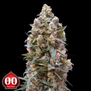 00 KUSH