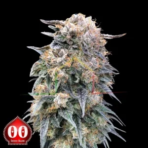 00 KUSH FAST