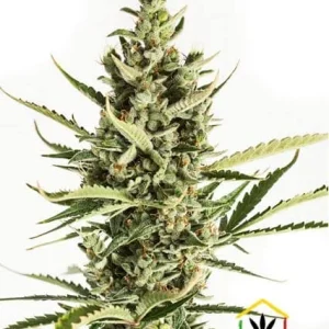 AMNESIA XXL AUTO