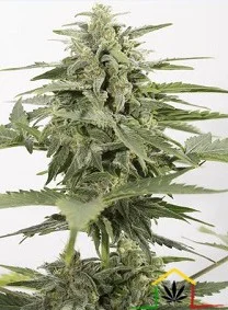 INDUSTRIAL PLANT AUTOFLOWERING CBD