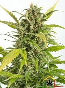 HAZE AUTOFLOWERING CBD
