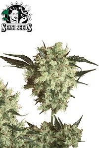 MARLEY’S COLLIE – REGULAR