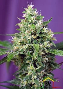 BLOW MIND AUTO