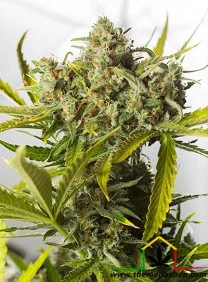 BLUE CRITICAL AUTOFLOWERING