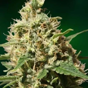 PEPPERMINT KUSH