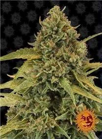 BAD AZZ KUSH