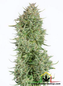 BLUE KUSH AUTOFLOWERING