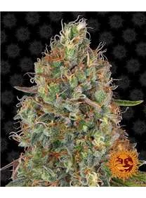 SWEET TOOTH AUTO