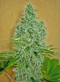 AUTO AFGHAN MASS