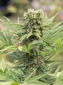 DEDOVERDE HAZE