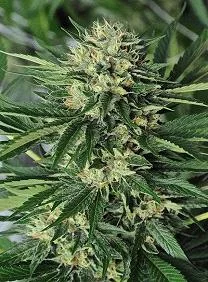 DR. GREENTHUMB’S EM-DOG