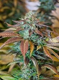 LEMON KUSH HEADBAND