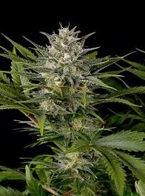 PINEAPPLE SKUNK