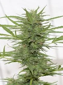 DEDOVERDE HAZE AUTO