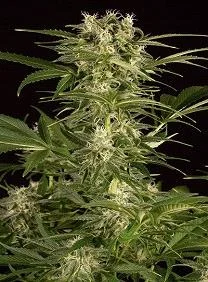 LEMON JUICE EXPRESS AUTO