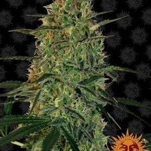 MALANA BOMB AUTO