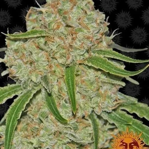 PHANTOM OG