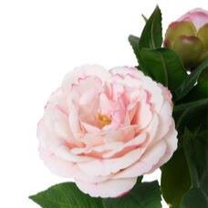 Tallo de Camelia Artificial Rosa Claro con Capullos - Imagen 3