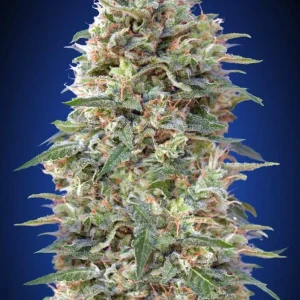 CALIFORNIA KUSH