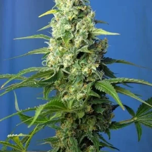 HONEY PEACH AUTO CBD