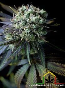 DINAMED CBD – DINAFEM