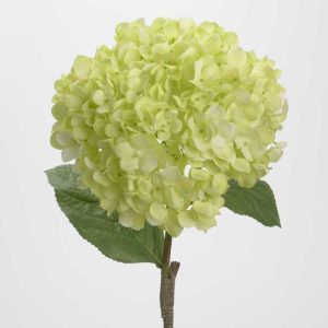 Hortensia Verde Lima