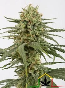 AMNESIA CBD – DINAFEM