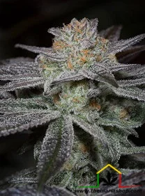 BUBBA KUSH CBD