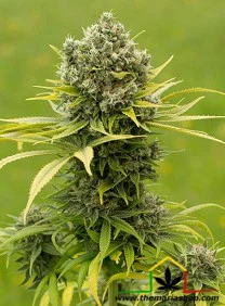 DINAMED CBD PLUS
