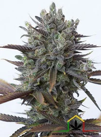 PURPLE ORANGE CBD