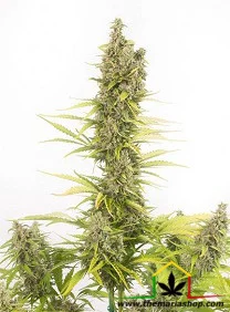 AMNESIA CBD AUTO