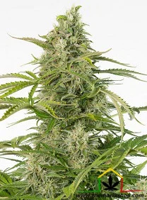 CHEESE CBD AUTO