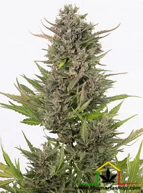 CRITICAL + CBD AUTO