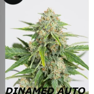 DINAMED CBD AUTO