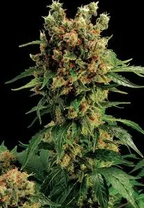 CALIFORNIA HASH PLANT