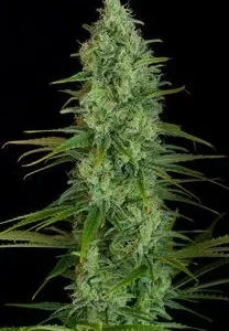 CRITICAL JACK