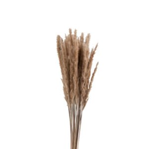 Ramo de Pennisetum Natural Seco