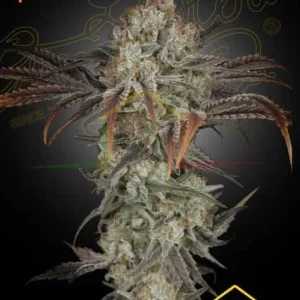 MONEY MAKER