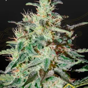 WHITE LEMON