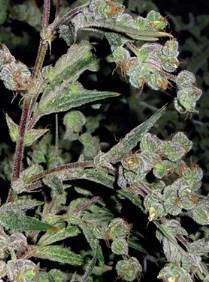 DR GRINSPOON