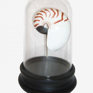 Campana de Cristal con Caracola Decorativa