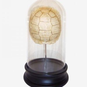 Campana de Cristal con Base de Madera y Caparazón Decorativo