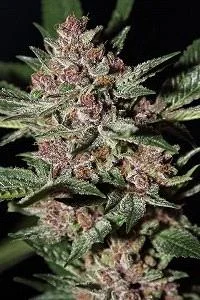 BUBBA KUSH