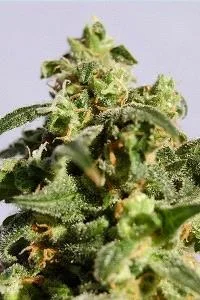 POWER SKUNK