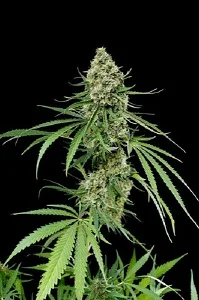 CRITICAL +