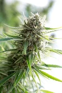 CRITICAL MASS CBD