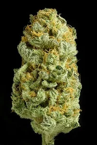 CRITICAL CHEESE