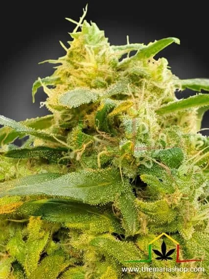CBDIVINE - Imagen 2