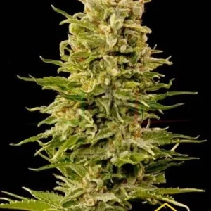 AUTOMATIC AK47