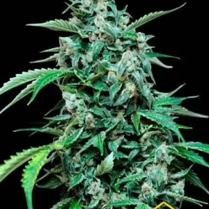 MAXI HAZE AUTO